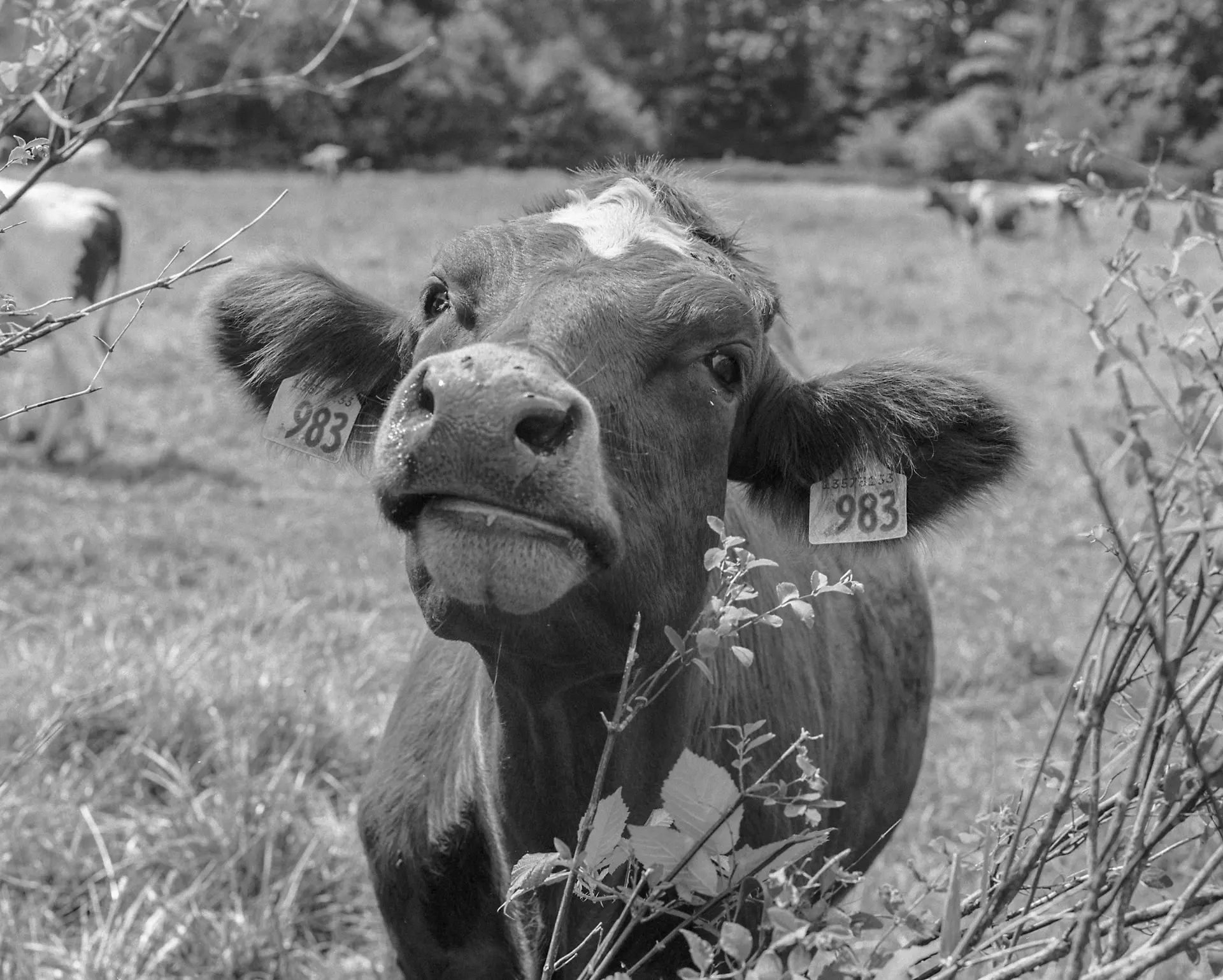 A tagged cow in a pasture looking directly at the camera through branches